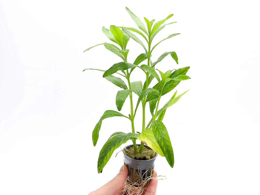 Hygrophila Odora – Freshwater Aquarium Plant (Potted)
