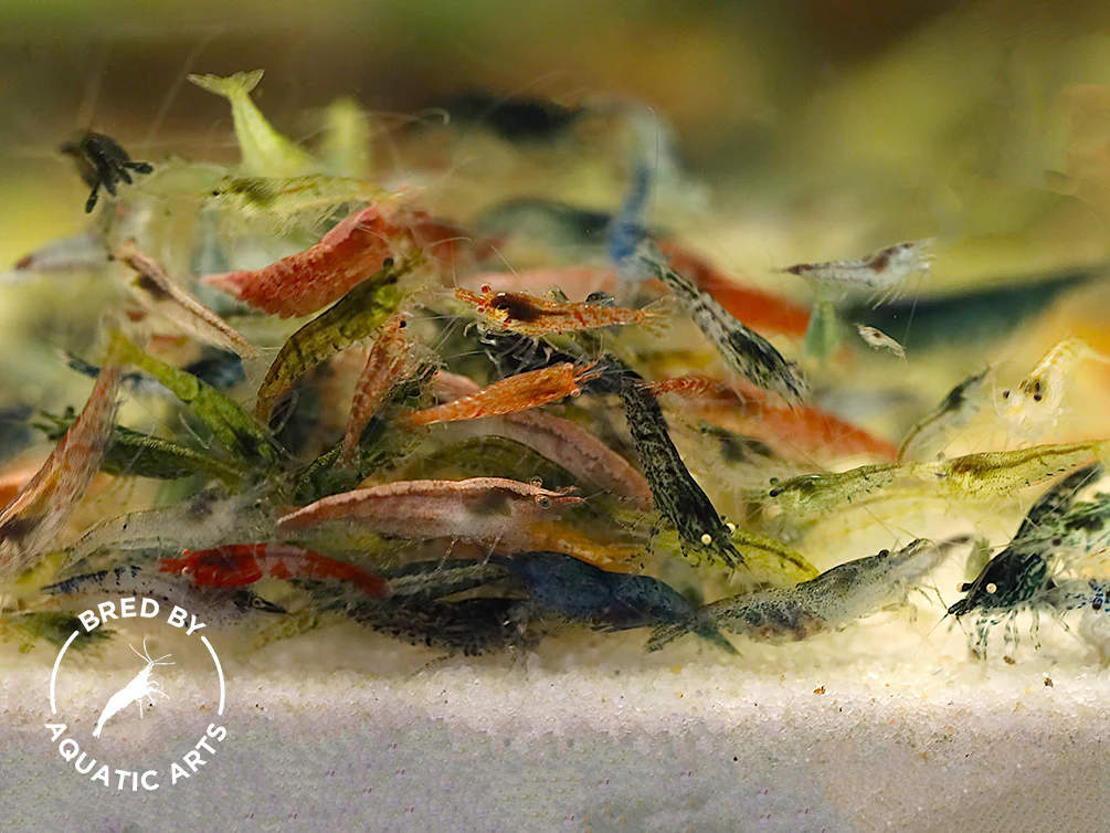 Colony Grade Neocaridina Shrimp – Mixed Color Hardy Beginner Cleanup Crew (Bred by Aquatic Arts)