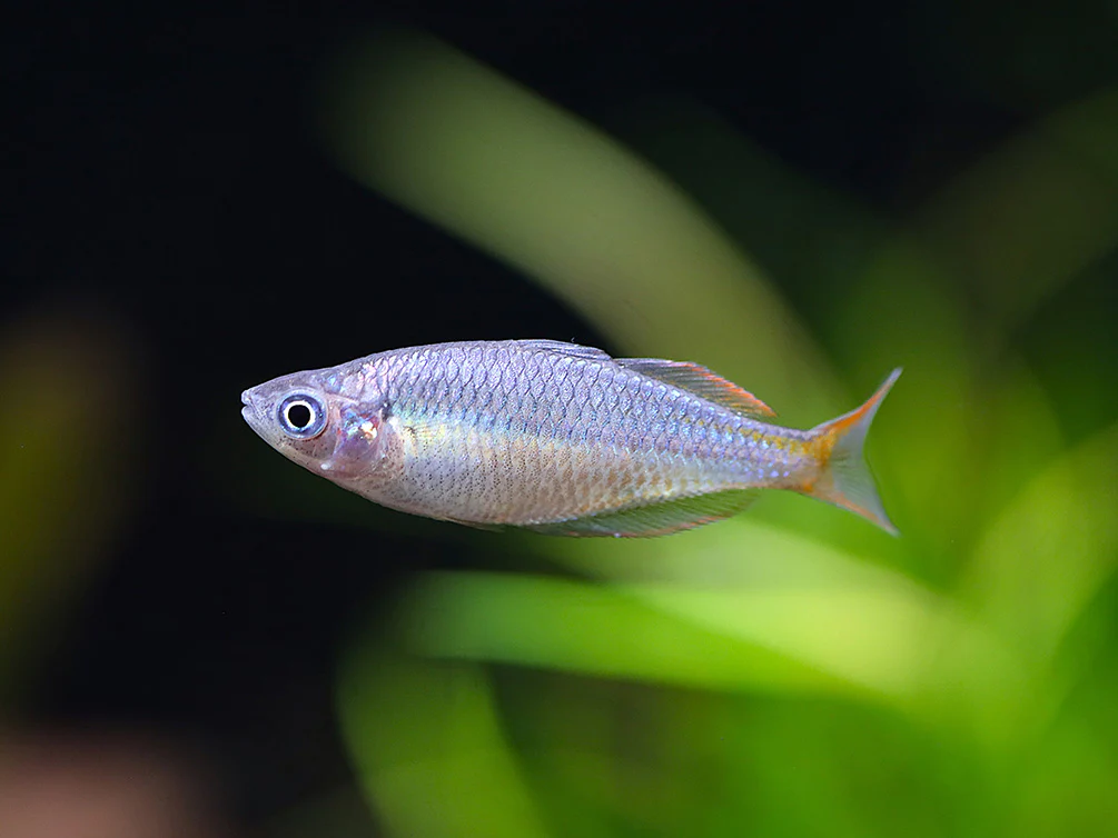 Wapoga Red Laser Rainbowfish (Melanotaenia rubrivittata) - Tank Bred