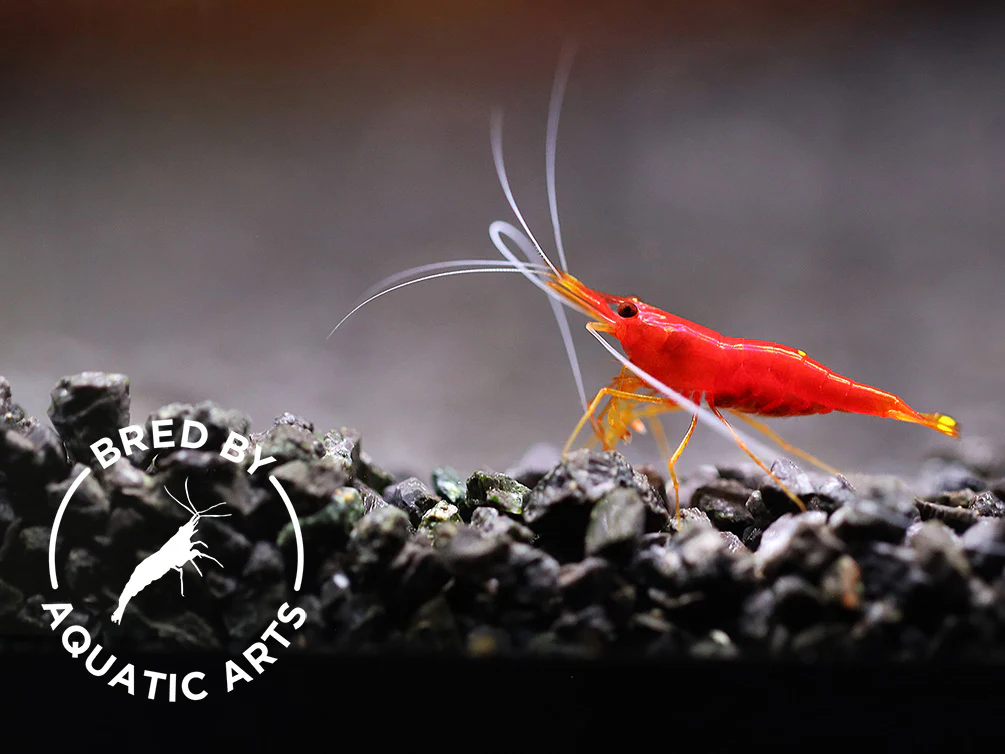 Yellow Nose Sulawesi Shrimp (Caridina sp.) – Bred by Aquatic Arts